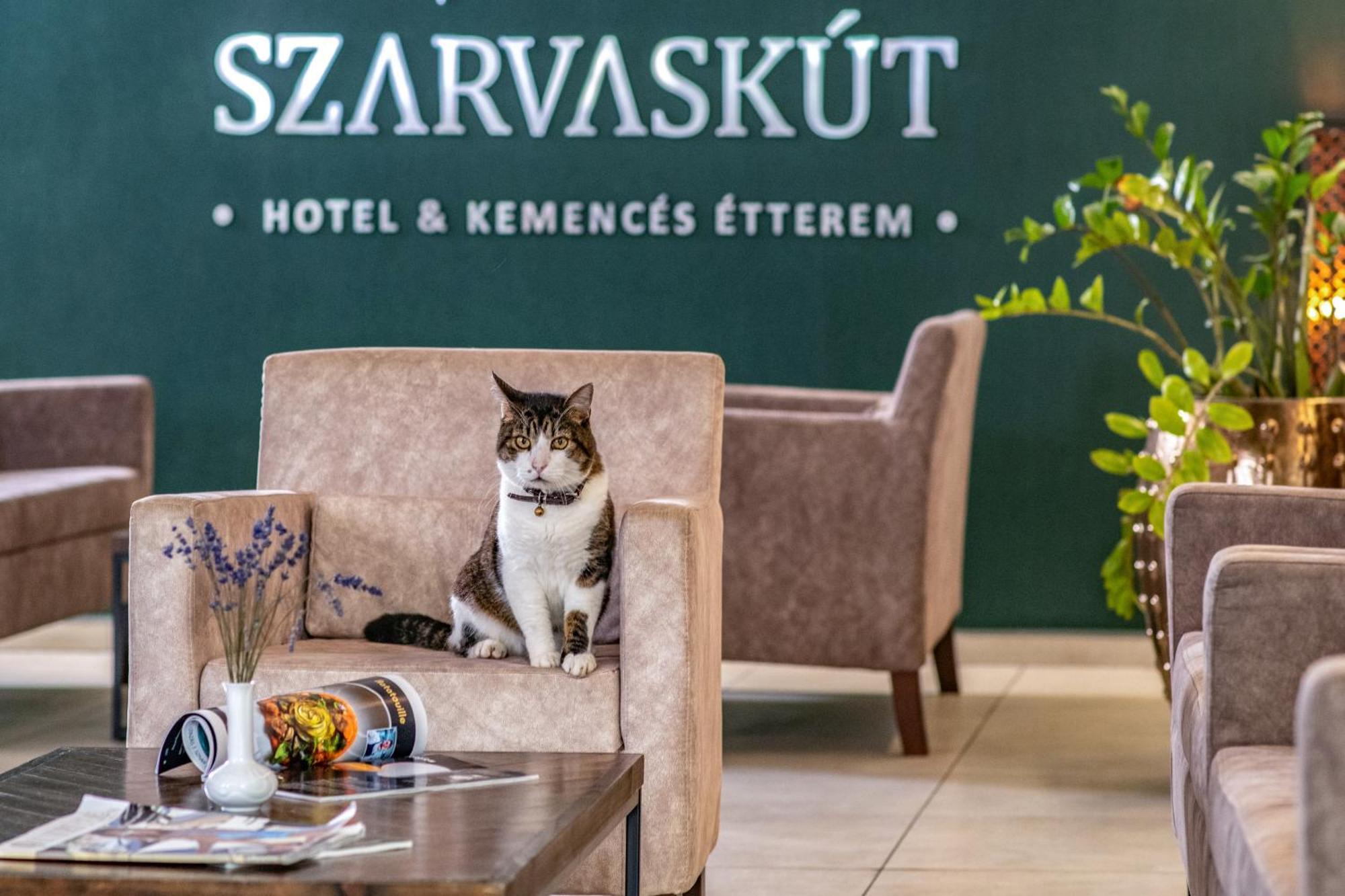 Szarvaskut Hotel Zirc Exterior foto